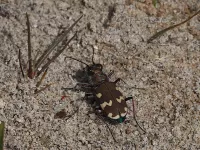 Loopkevers [Carabidae]